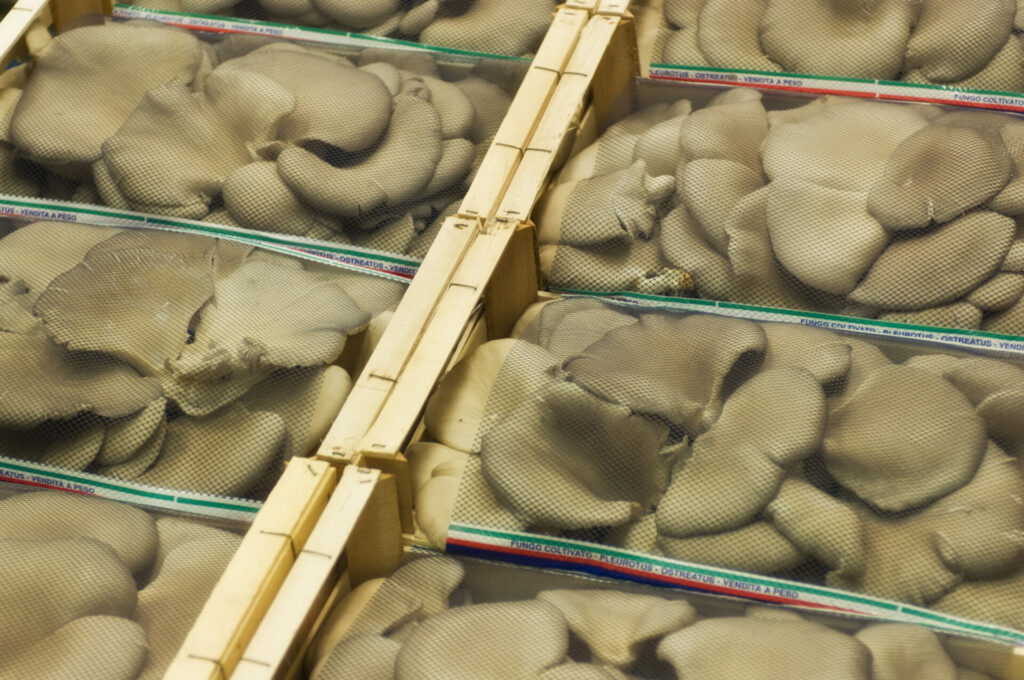 ortofrutta verona basso maria_DSC0918 Basso Maria - Frutta e verdura a Verona - svg+xml;charset=utf