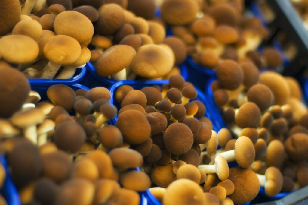 ortofrutta verona basso maria_DSC0946 Basso Maria - Frutta e verdura a Verona - svg+xml;charset=utf