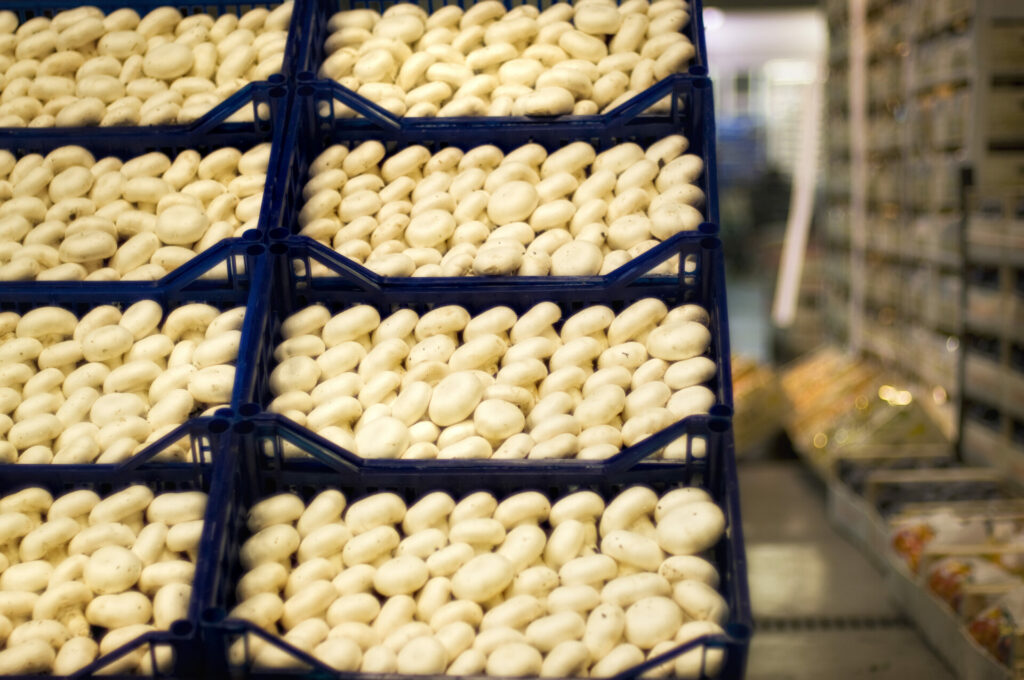 ortofrutta verona basso maria_DSC0966 Basso Maria - Frutta e verdura a Verona - svg+xml;charset=utf