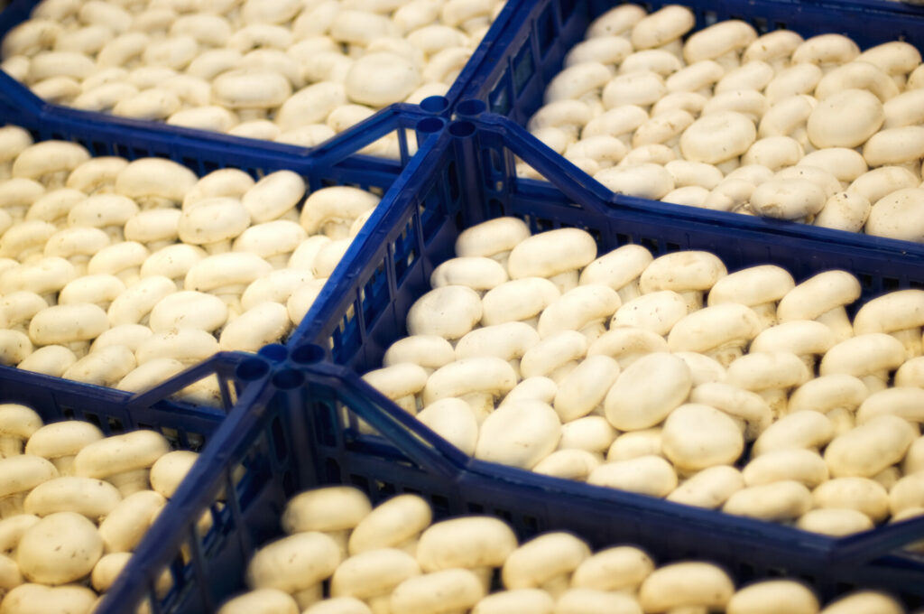 ortofrutta verona basso maria_DSC0969 Basso Maria - Frutta e verdura a Verona - svg+xml;charset=utf